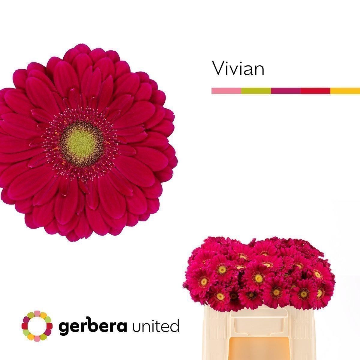 Срезанные цветы оптом Germini vivian от 80шт из Голландии с доставкой по России