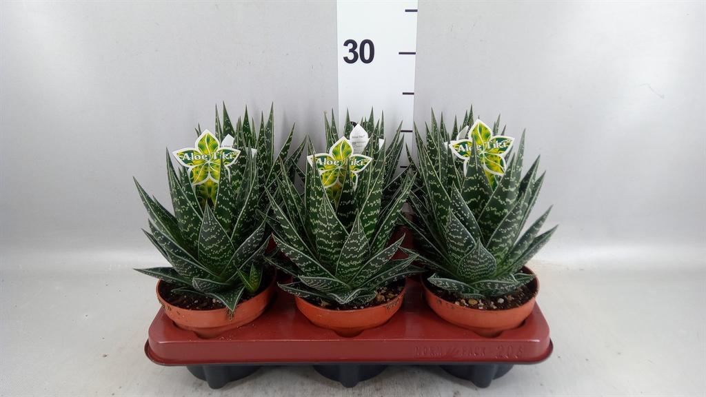 Горшечные цветы и растения оптом Aloe Aristata tiki Tahi от 6шт из Голландии с доставкой по России