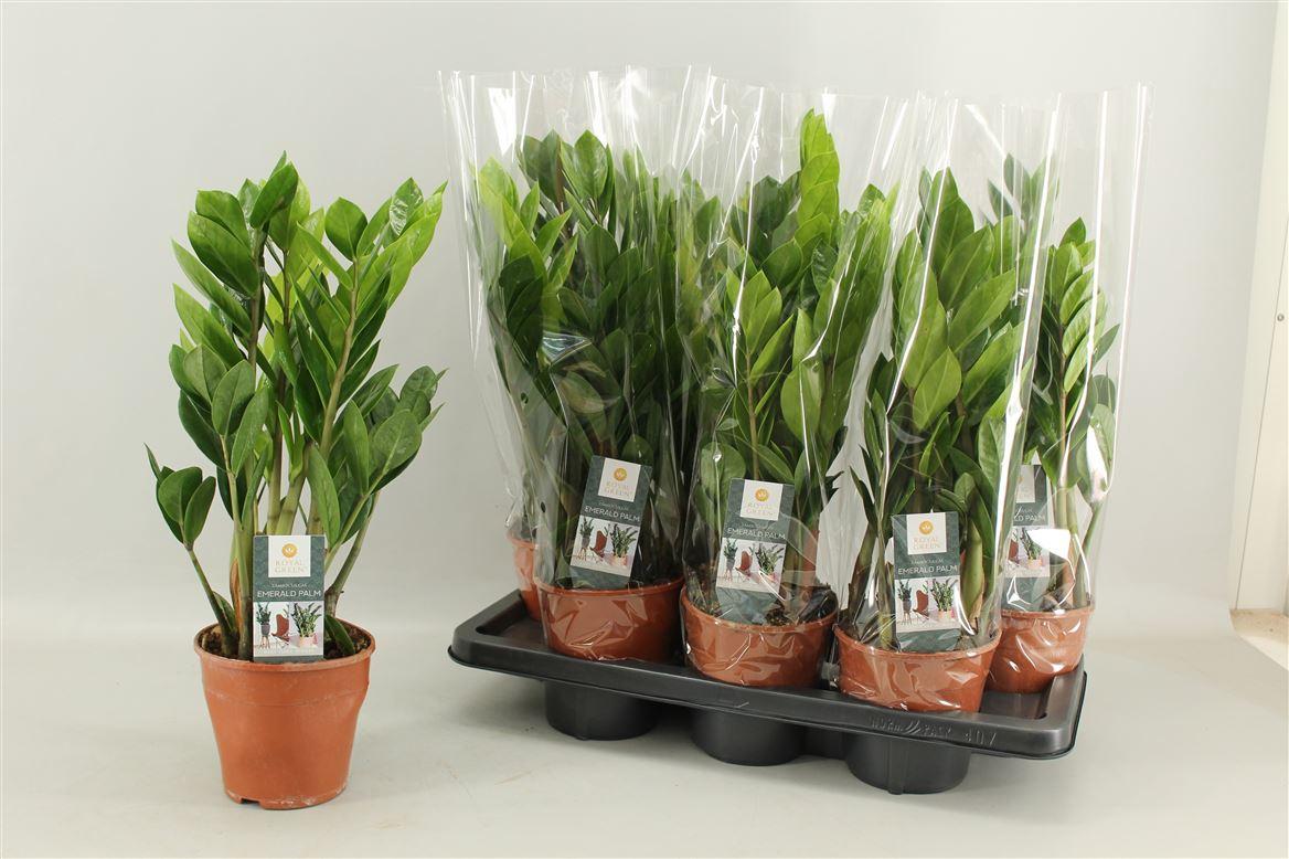 Горшечные цветы и растения оптом Zamioculcas 6+ от 7шт из Голландии с доставкой по России