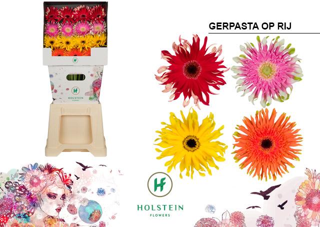 Срезанные цветы оптом Gerbera diamond gerpasta mix от 45шт из Голландии с доставкой по России