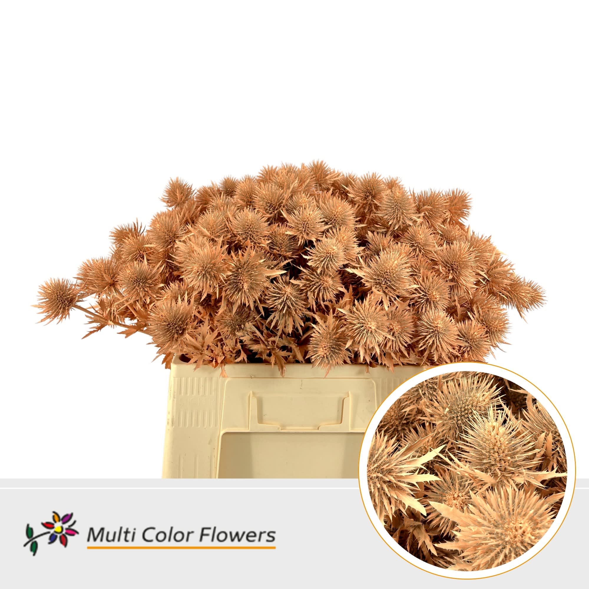 Срезанные цветы оптом Eryngium alpinum paint apricot от 50шт из Голландии с доставкой по России
