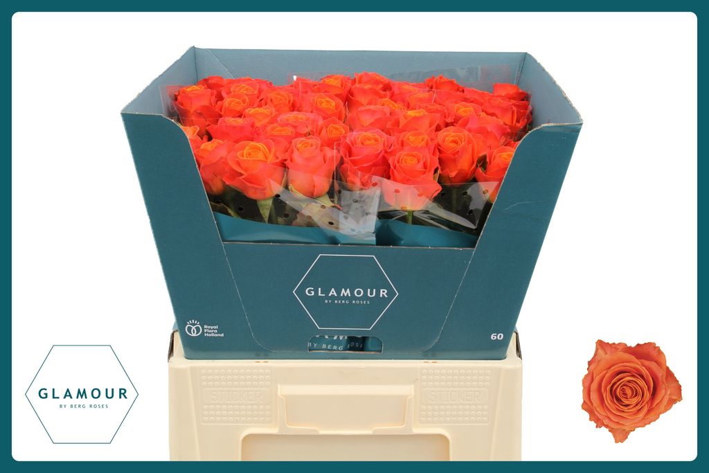 Срезанные цветы оптом Rosa large clarence от 50шт из Голландии с доставкой по России