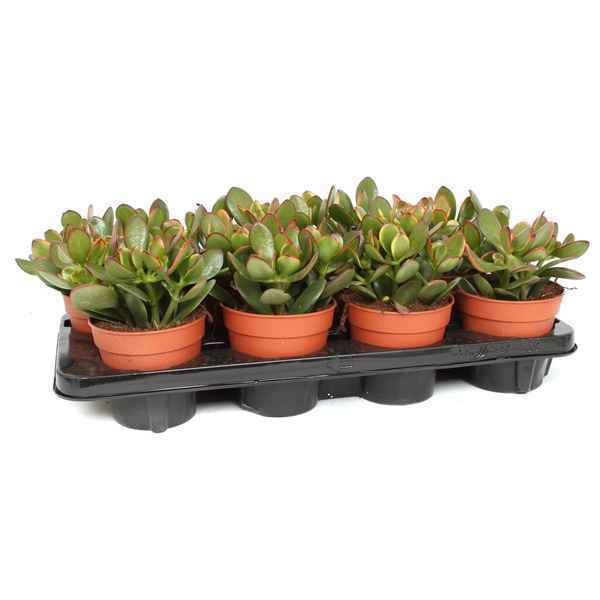 Горшечные цветы и растения оптом Crassula Sunset от 8шт из Голландии с доставкой по России