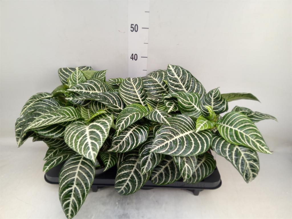 Горшечные цветы и растения оптом Aphelandra Squar. от 6шт из Голландии с доставкой по России