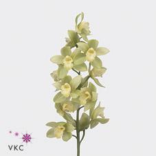 Срезанные цветы оптом Cymbidium green mint ice от 6шт из Голландии с доставкой по России