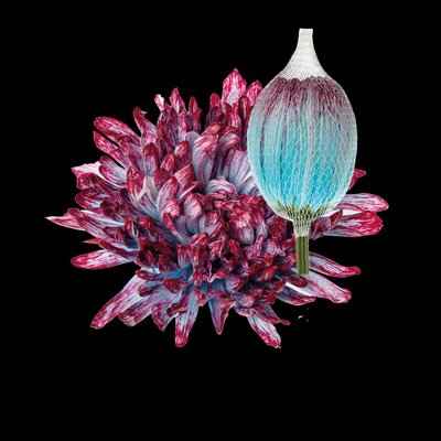Срезанные цветы оптом Chrys bl paint antonov hollandia от 40шт из Голландии с доставкой по России