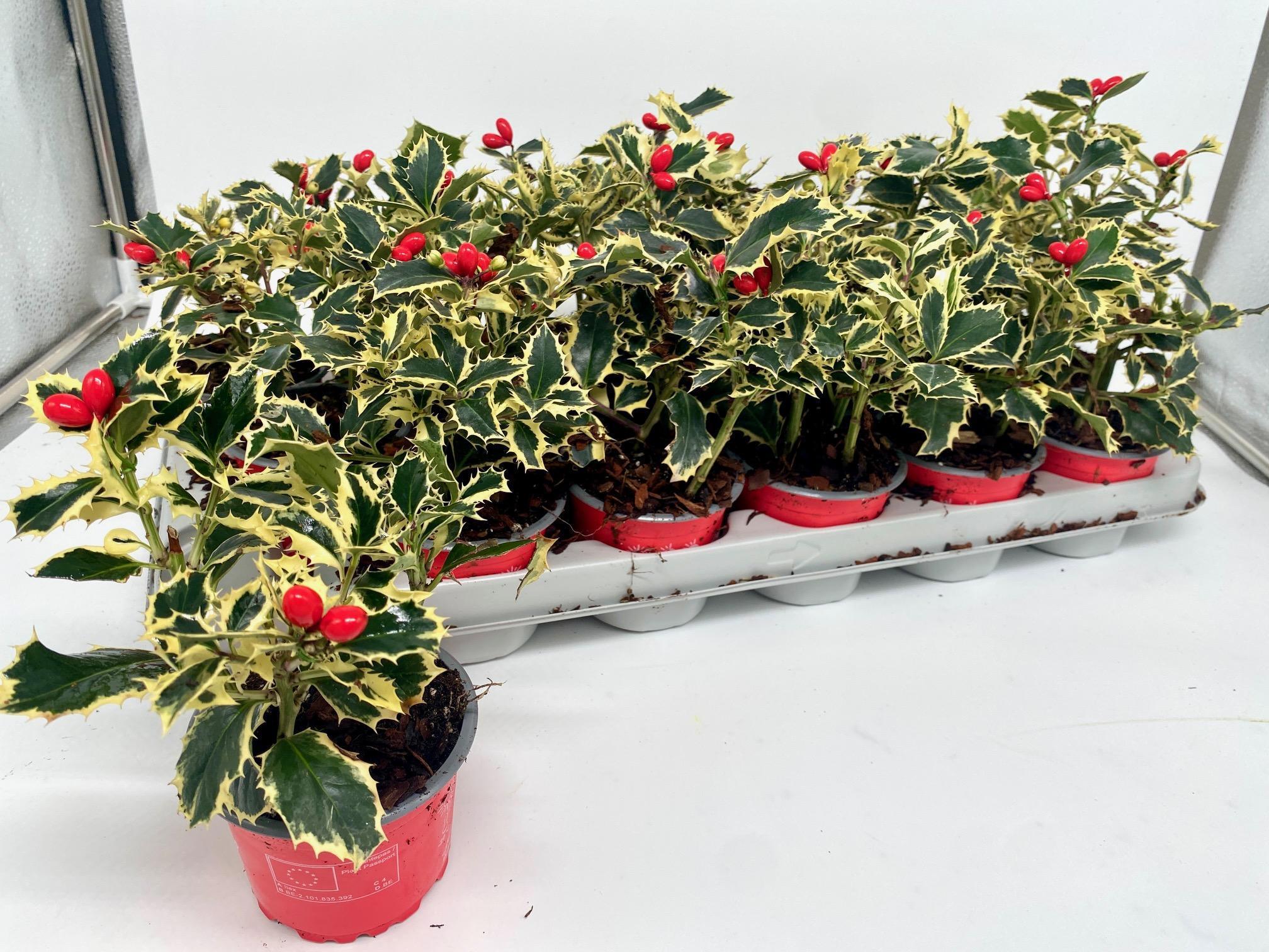 Горшечные цветы и растения оптом Ilex Aq Argentea Mar от 18шт (для телеги) из Голландии с доставкой по России