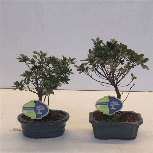 Горшечные цветы и растения оптом Bonsai Rhododendron Incicum, 15 Cm Broom, Without от 8шт из Голландии с доставкой по России