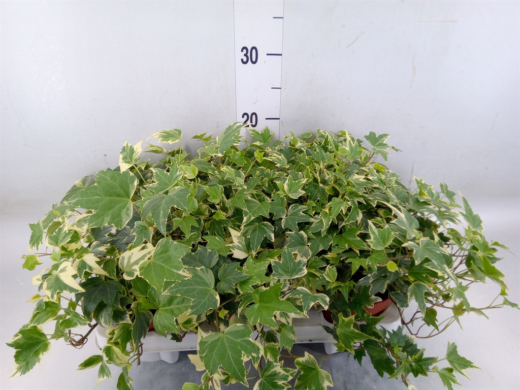 Горшечные цветы и растения оптом Hedera   ...variegated от 6шт из Голландии с доставкой по России