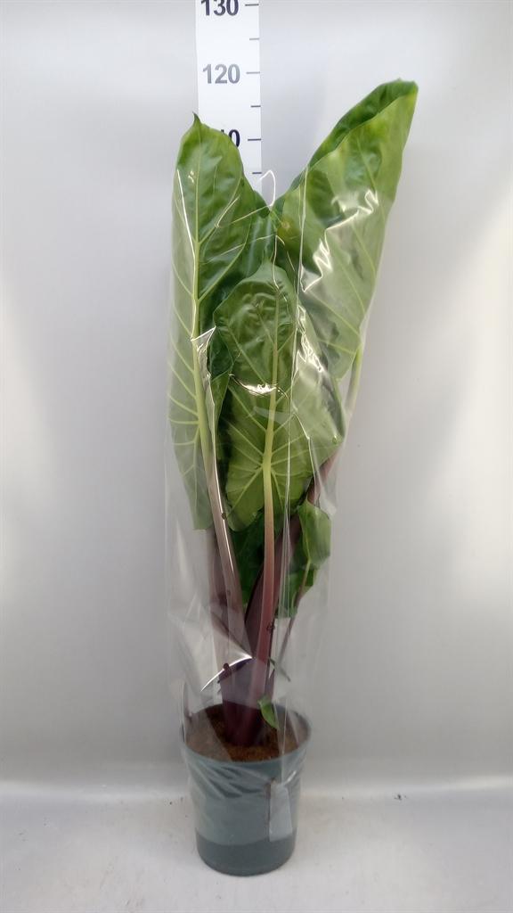 Горшечные цветы и растения оптом Alocasia ... от 1шт (для телеги) из Голландии с доставкой по России