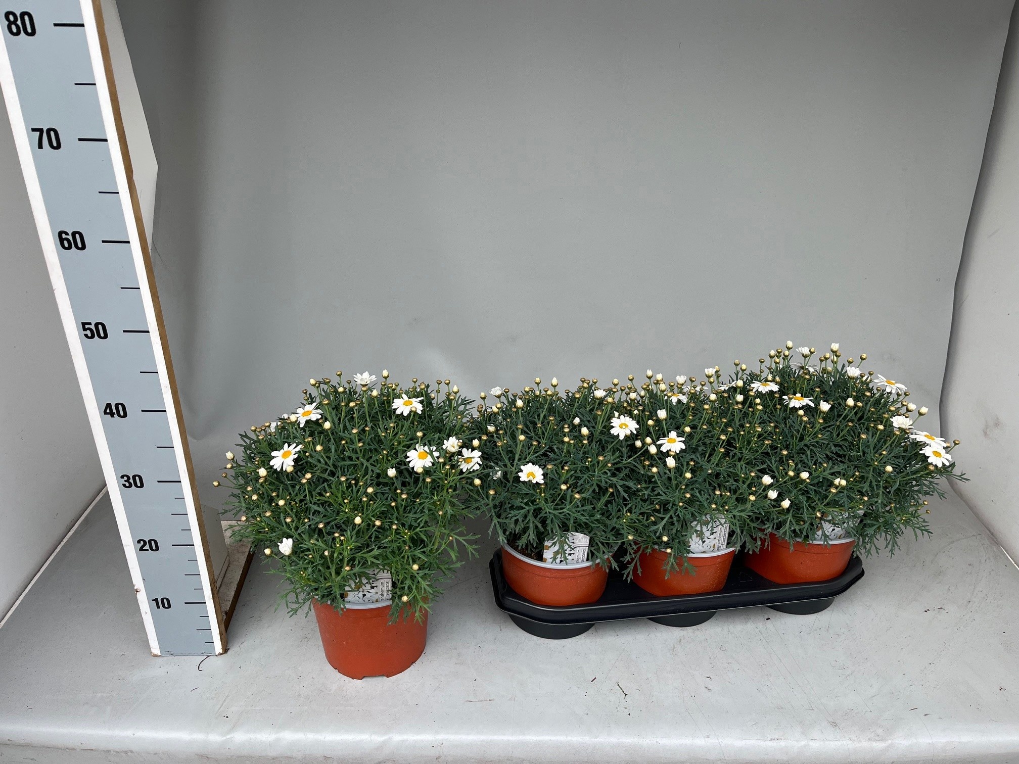 Горшечные цветы и растения оптом Arg Ov от 3шт из Голландии с доставкой по России