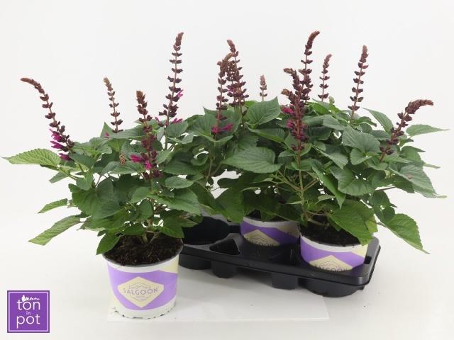 Горшечные цветы и растения оптом Salvia  Lake Flaming от 3шт из Голландии с доставкой по России