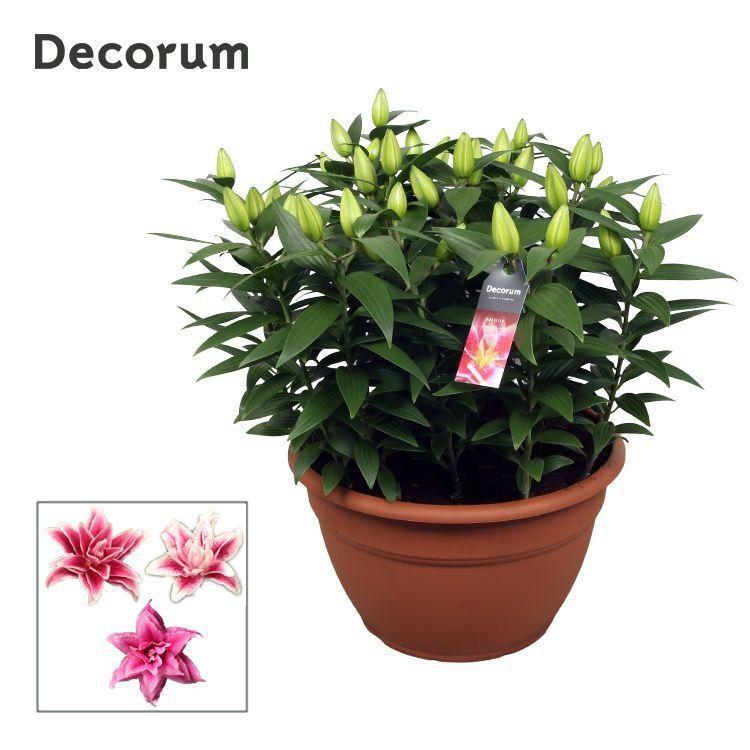 Горшечные цветы и растения оптом Lilium Or Roselily Pink Xl 15pp от 1шт из Голландии с доставкой по России
