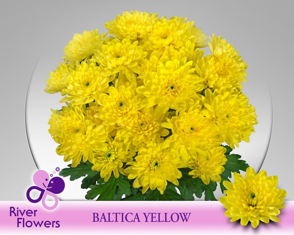 Срезанные цветы оптом Chrys sp baltica yellow от 80шт. из Голландии с доставкой по России