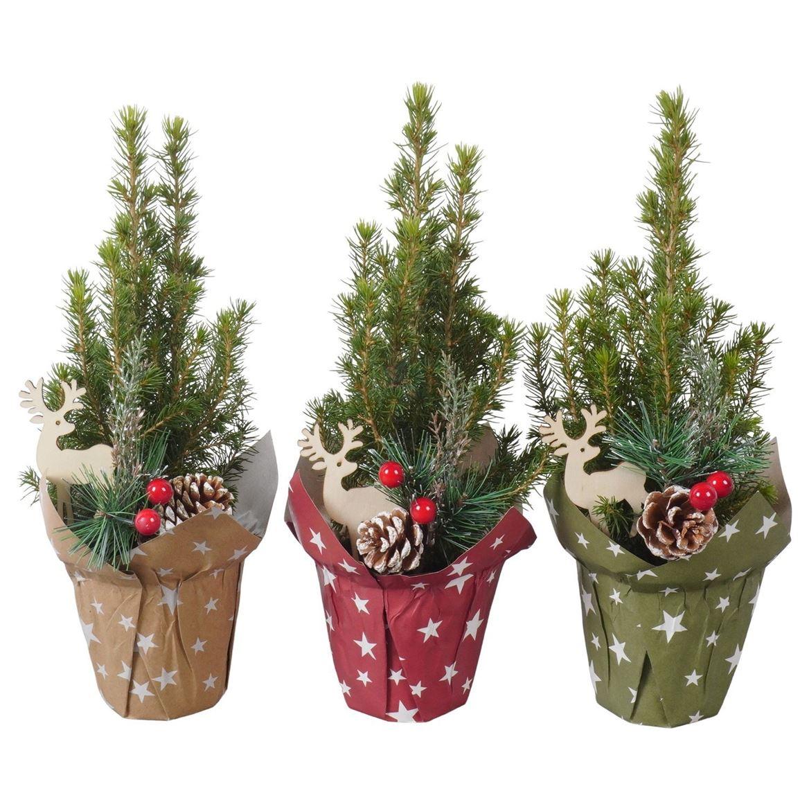 Горшечные цветы и растения оптом Ptk25315 Conica Perfecta In Papiere от 12шт (для телеги) из Голландии с доставкой по России