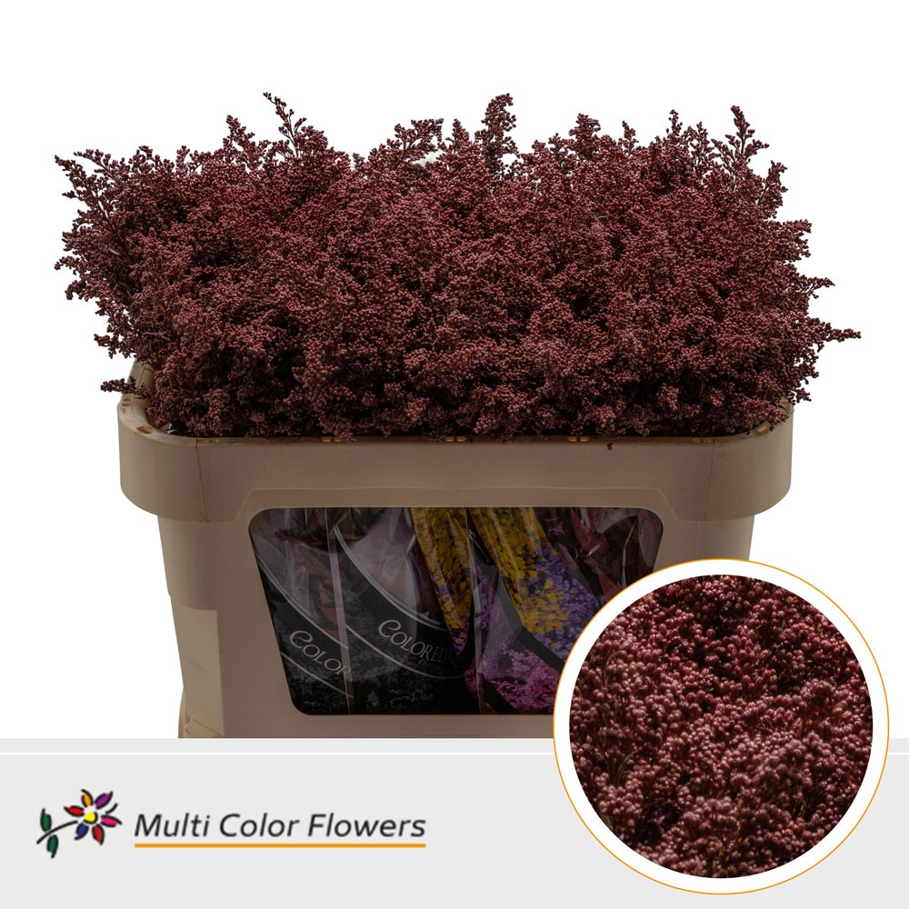 Срезанные цветы оптом Solidago paint bordeaux от 100шт из Голландии с доставкой по России