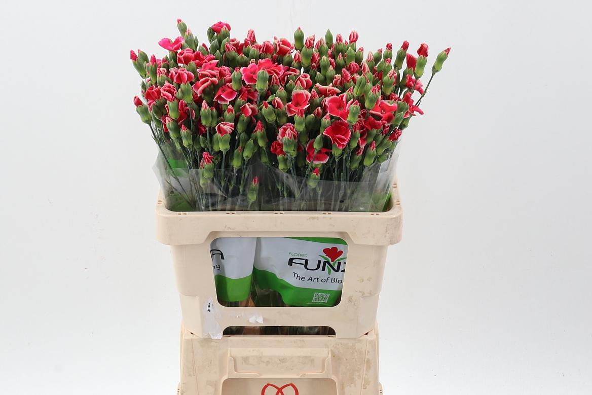 Срезанные цветы оптом Dianthus sp symply beauty от 100шт из Голландии с доставкой по России