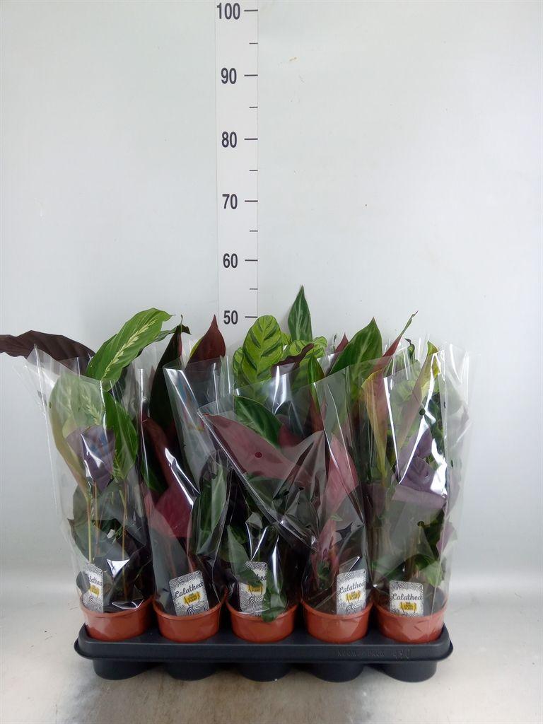 Горшечные цветы и растения оптом Calathea   ...mix 4 от 10шт из Голландии с доставкой по России