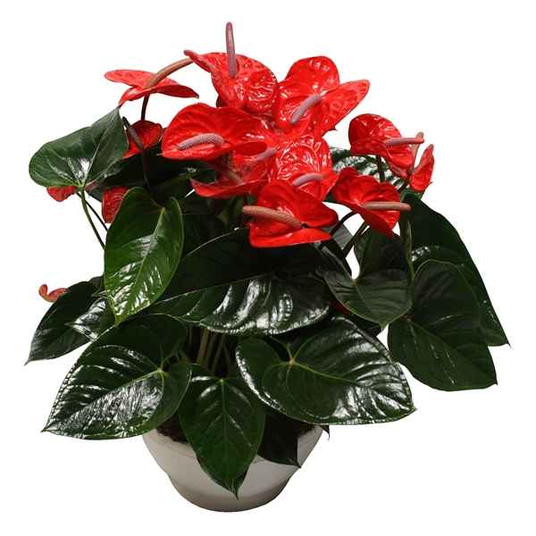 Горшечные цветы и растения оптом Anth An Aloha Red 12+ от 1шт из Голландии с доставкой по России