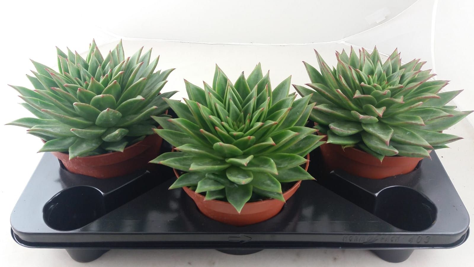 Горшечные цветы и растения оптом Echeveria Lip Stick от 3шт из Голландии с доставкой по России