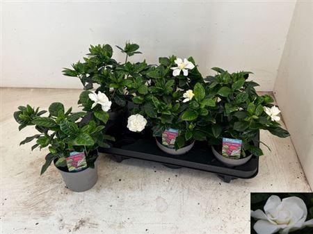 Горшечные цветы и растения оптом Gardenia Jasminoides от 6шт из Голландии с доставкой по России