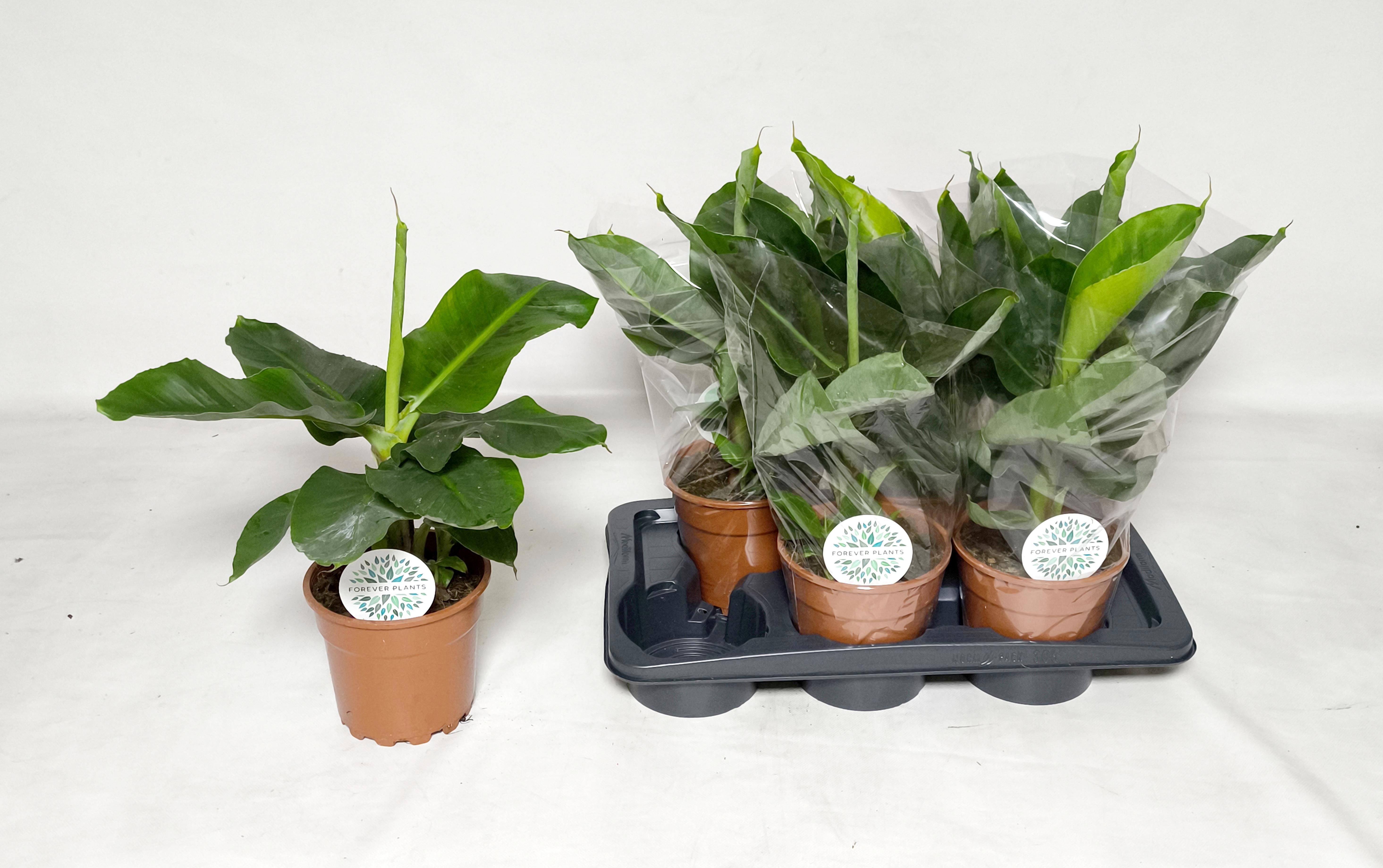 Горшечные цветы и растения оптом Musa Tropicana от 6шт из Голландии с доставкой по России