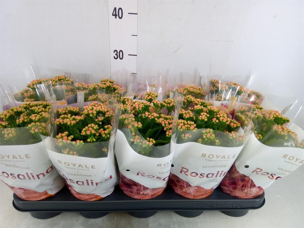 Горшечные цветы и растения оптом Kal Ros Don Nando Pink от 10шт из Голландии с доставкой по России