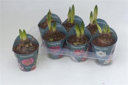 Горшечные цветы и растения оптом Hipp Gem 4 Srt 2 Branches от 7шт из Голландии с доставкой по России