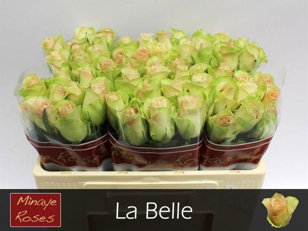 Срезанные цветы оптом Rosa large la belle от 60шт из Голландии с доставкой по России