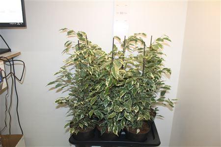 Горшечные цветы и растения оптом Fic Be Twilight от 6шт из Голландии с доставкой по России