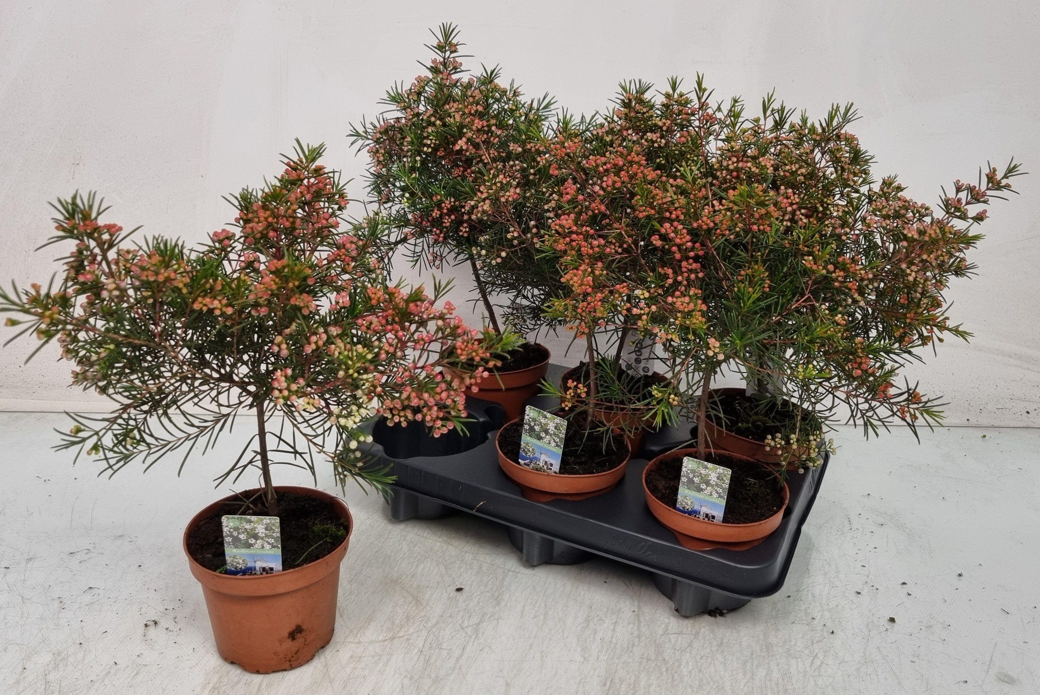 Горшечные цветы и растения оптом Chamel U Ov от 6шт из Голландии с доставкой по России