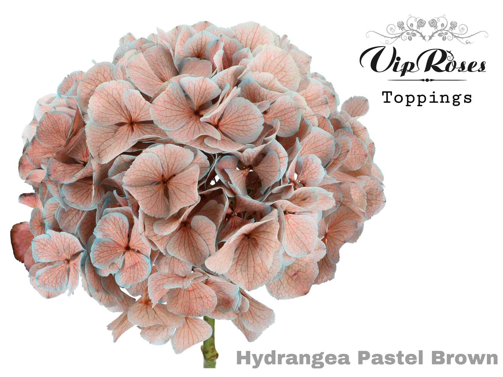 Срезанные цветы оптом Hydrangea paint pastel brown от 10шт из Голландии с доставкой по России