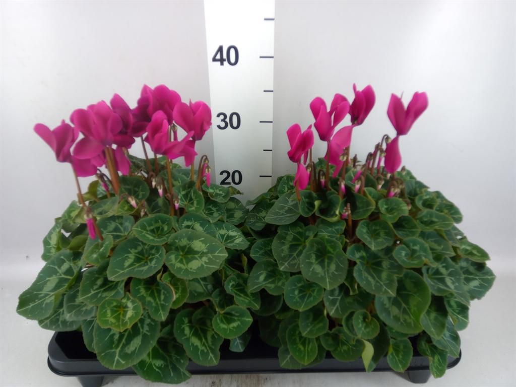 Горшечные цветы и растения оптом Cyclamen Gr xl от 2шт (для телеги) из Голландии с доставкой по России