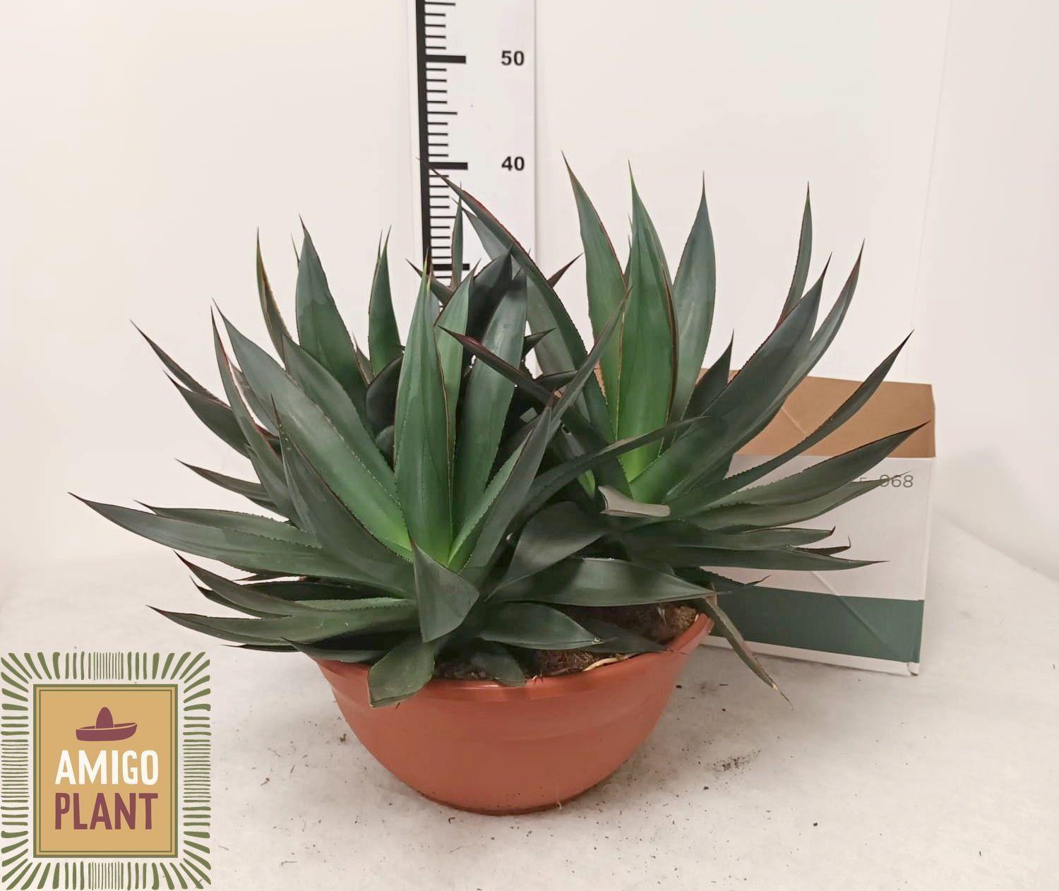 Горшечные цветы и растения оптом Agav Shaka Zulu от 1шт из Голландии с доставкой по России