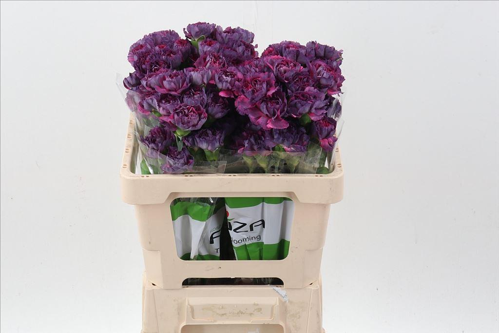 Срезанные цветы оптом Dianthus st tatis от 100шт из Голландии с доставкой по России