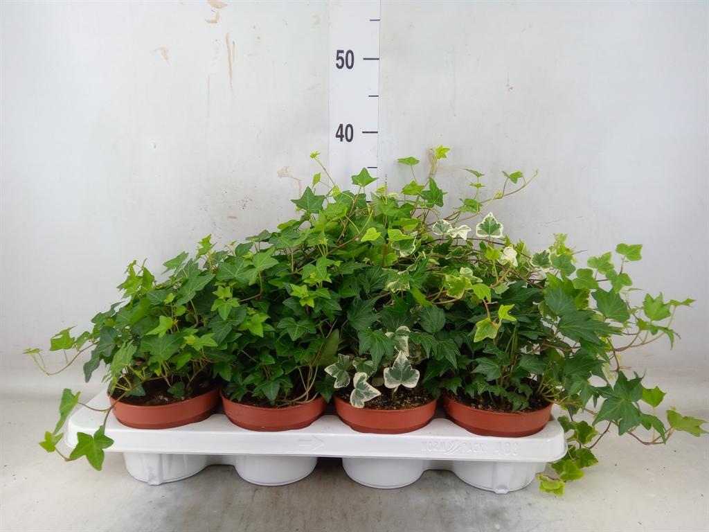 Горшечные цветы и растения оптом Hedera Helix   ...mix 3 от 8шт из Голландии с доставкой по России