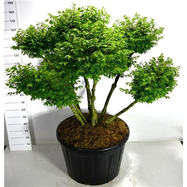 Горшечные цветы и растения оптом Euonymus Alat Compactus от 1шт из Голландии с доставкой по России