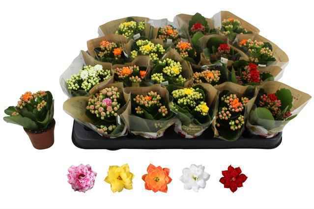 Горшечные цветы и растения оптом Kal Ge Ro Gem 5 Kl от 20шт из Голландии с доставкой по России