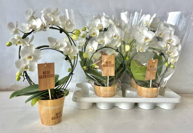 Горшечные цветы и растения оптом Phal Ov Wit от 4шт из Голландии с доставкой по России