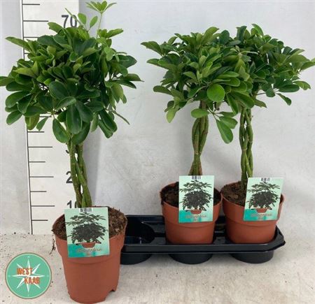 Горшечные цветы и растения оптом Schef Ar Compacta Twister Stam от 3шт из Голландии с доставкой по России