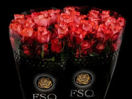 Срезанные цветы оптом Rosa ec alegra от 40шт из Голландии с доставкой по России