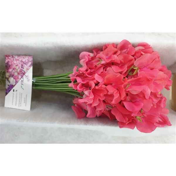 Срезанные цветы оптом Lathyrus perfume coral от 50шт. из Голландии с доставкой по России