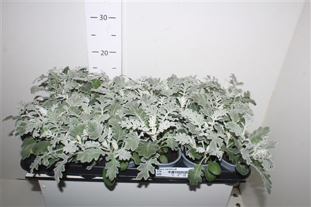 Горшечные цветы и растения оптом Senecio Maritima P9 от 18шт (для телеги) из Голландии с доставкой по России