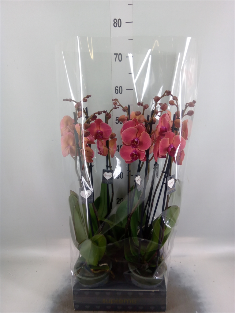 Горшечные цветы и растения оптом Phalaenopsis   ...orange от 5шт из Голландии с доставкой по России