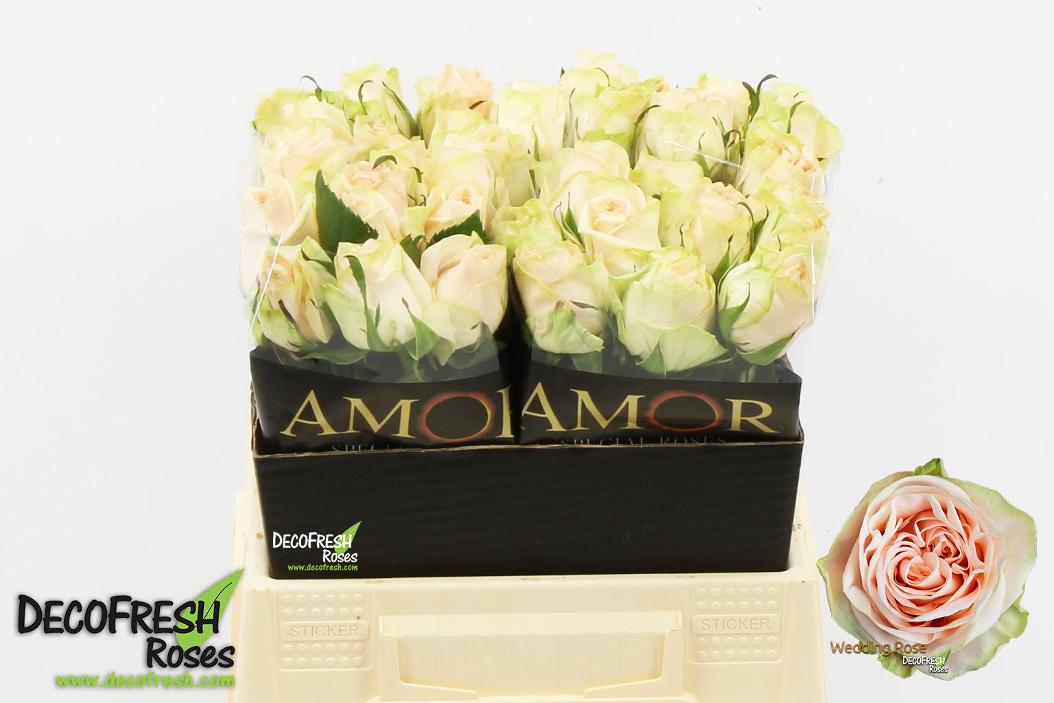Срезанные цветы оптом Rosa large wedding rose от 40шт из Голландии с доставкой по России