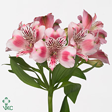 Срезанные цветы оптом Alstroemeria panorama от 60шт из Голландии с доставкой по России