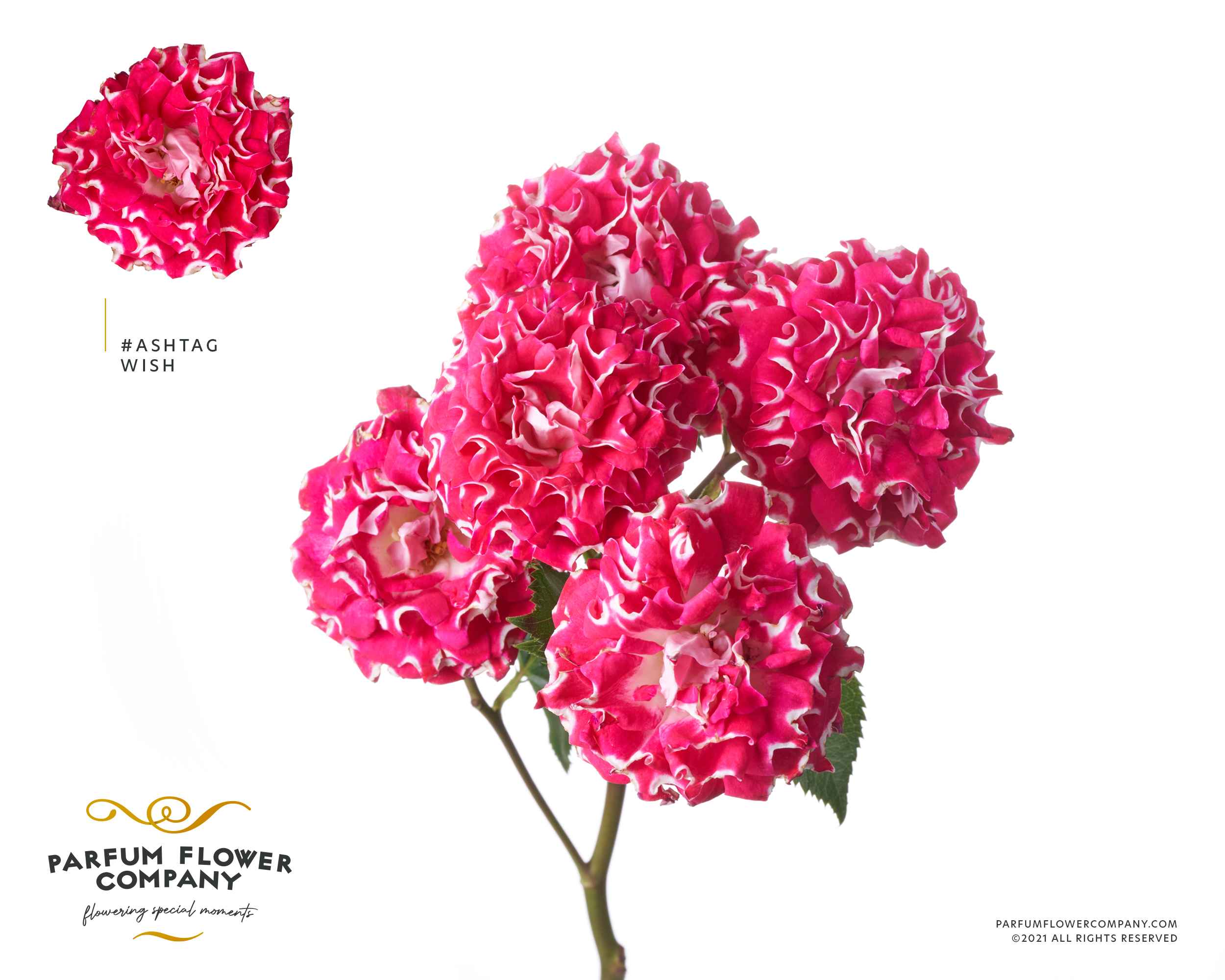 Срезанные цветы оптом Rosa sp hashtags wish от 24шт из Голландии с доставкой по России