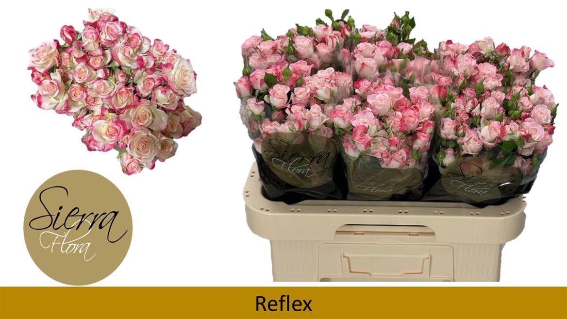Срезанные цветы оптом Rosa spray reflex от 50шт из Голландии с доставкой по России