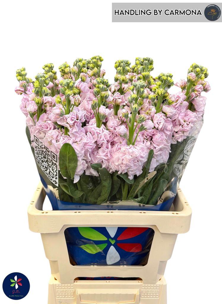 Срезанные цветы оптом Matthiola iron cherry blossom от 20шт из Голландии с доставкой по России