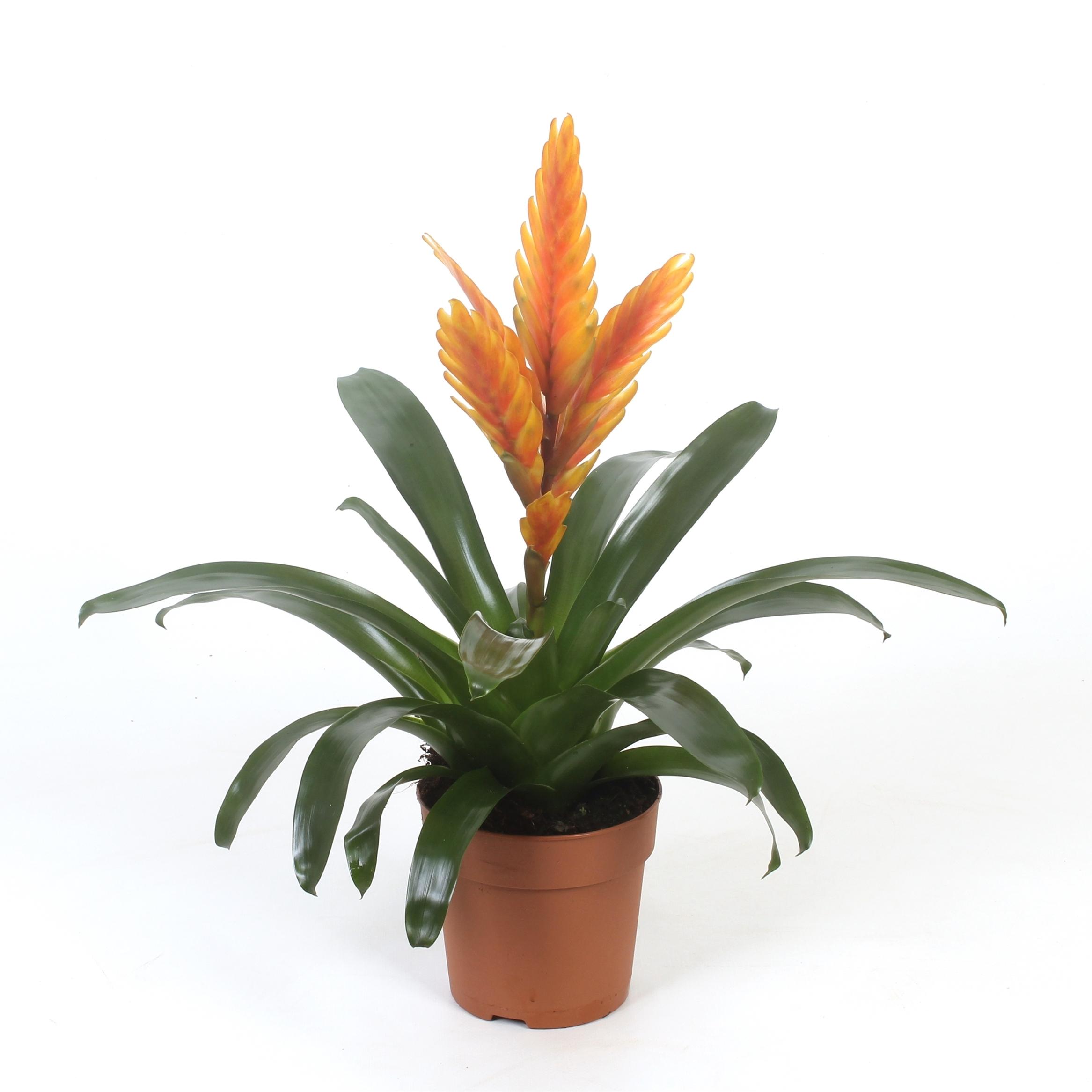 Горшечные цветы и растения оптом Vriesea Energy от 10шт из Голландии с доставкой по России